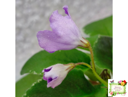 LV-Птичка, Лети! (Л. Шевелева) (лист посажен 21.10.25)