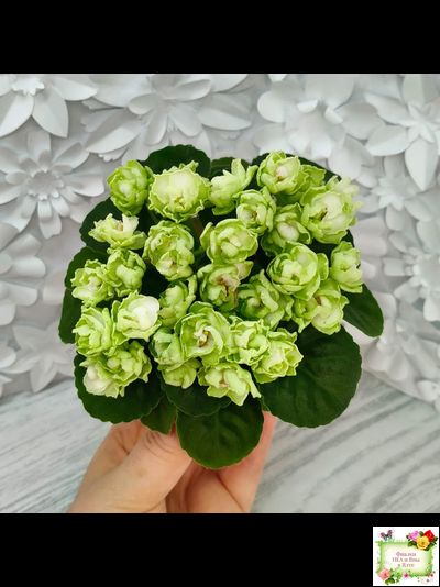 Hunter&#039;s Cabbage Goddess (K. Muzalewski)