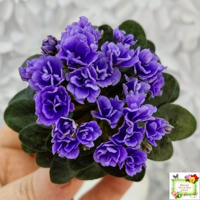 Blue Scoundrel micromini (P.Sorano/LLG) (Блю Ска́ндрел) микроминиатюра