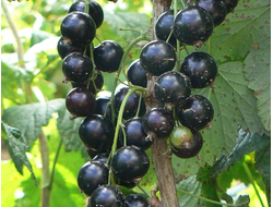 Селеченская-2 (смородина черная)