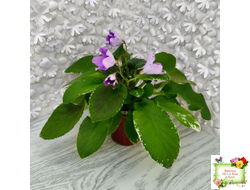 LV-Птичка, Лети! (Л. Шевелева) (лист посажен 21.10.25)