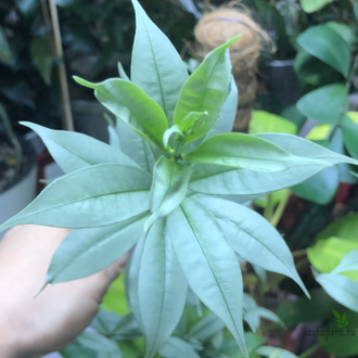 Алламанда карликовая (Allamanda sp.‘Silver leaf’ (yellow flower)