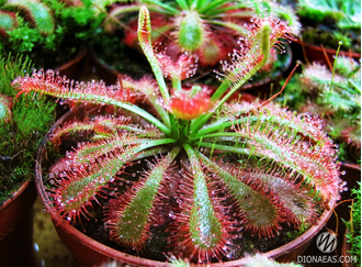 Drosera Spatulata var. Lovellae