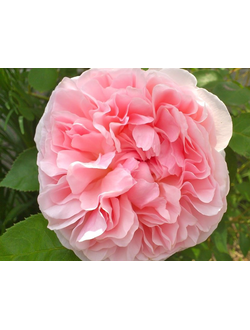 Эглантин (Eglantyne) роза С2