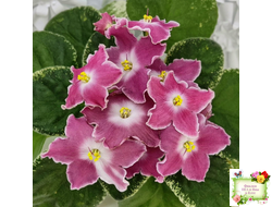 НД-Наталка-Полтавка (Н. Данилова-Суворова) 2018 г.