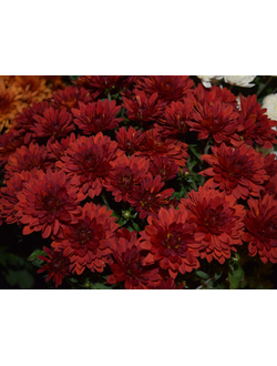 Хризантема мультифлора Boda red