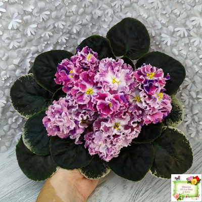 ТФ-Confetti (Т. Фурлетова) 2024 г.