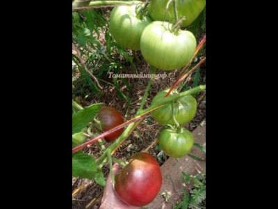 Томат Черный Франкенштейн (Frankenstein Black) США