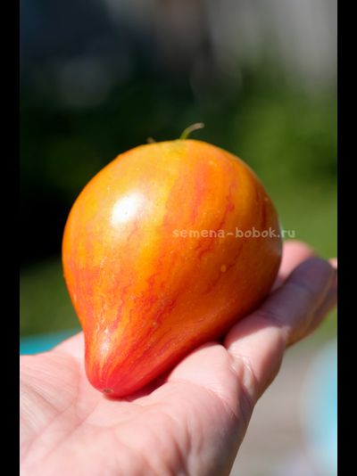 Томат VT-16 Желтый, 10 шт