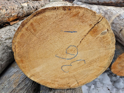 Бревно Кело цена