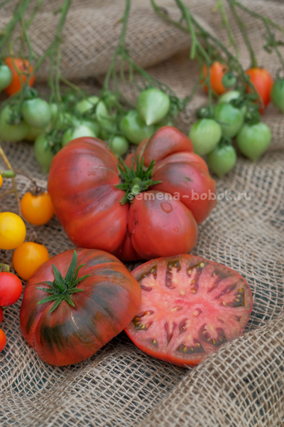 Томат Dwarf Tasty Wine (Гном Вкусное Вино), 10 шт