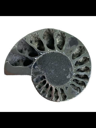 Образец аммонита, разные виды