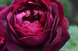 Фальстаф (Falstaff)