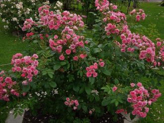 Пинк Гротендорст (Pink Grootendorst) роза