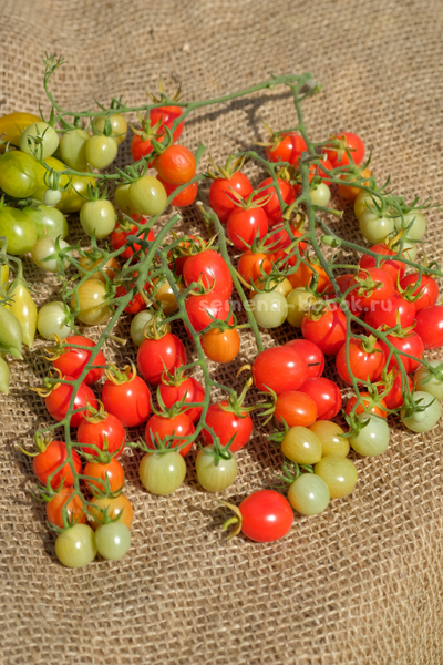 Томат-черри Лилина Коса, 10 шт