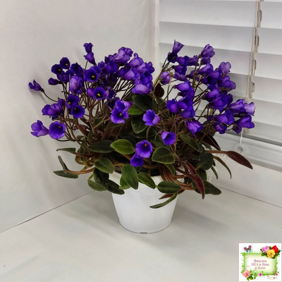 Vallarta Campanas Moradas (G.Beck) трейлер