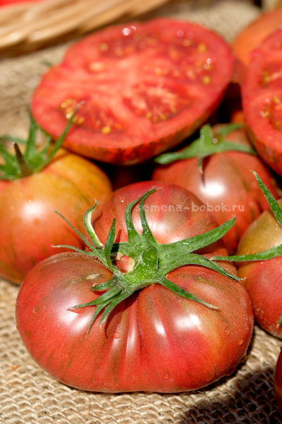 Томат Ярсон 26 (Jarson 26), 10 шт