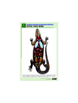 Рельефная таблица "Внутреннее строение ящерицы" (формат А1, матовое ламинир.)