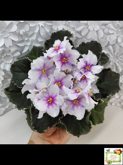 Dn-Love Time (Д. Денисенко) 2021 г.