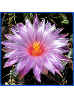 Thelocactus bicolor v. pottsii SB 77