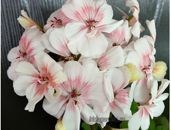 Пеларгония Lovely Wera