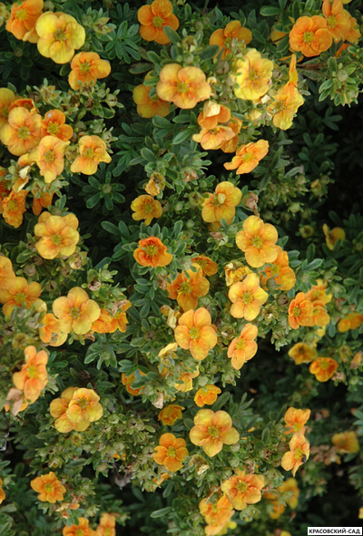 Лапчатка кустарниковая Манго Танго Купить Саженцы в Москве