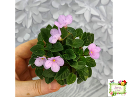 Frosted Fantasy (C.Sotkiewicz) трейлер (детка)