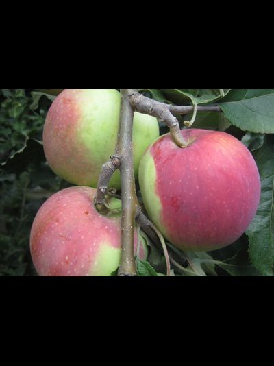 Вишневое (яблоня)