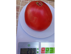 Томат Сердце Луиджи (Cuore di bue Luigi) Италия