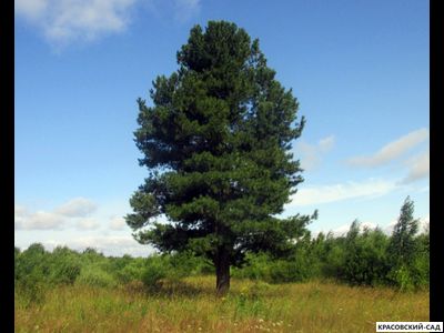 Сосна кедровая фото в саду красовский-сад.рф