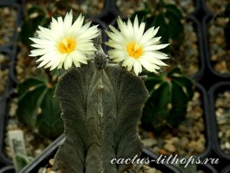 Astrophytum myriostigma v.columnare - 5 семян
