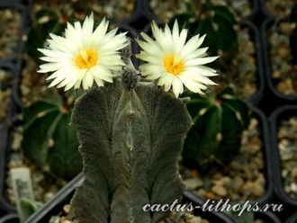 Astrophytum myriostigma v.columnare ? - 5 семян