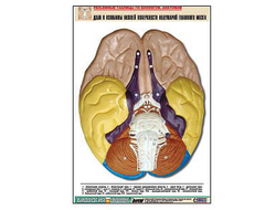 Рельефная таблица "Доли и извилины нижней поверхности полушарий головного мозга" (А1, матовое лам.)