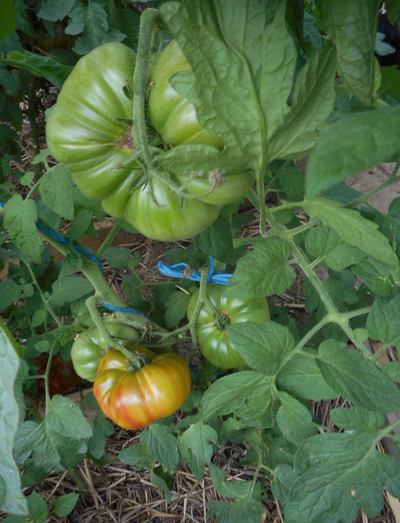 Томат Черный ананас (Ananas Noire) - Томатный мир