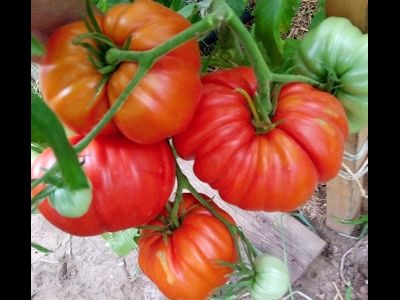 Томат Большие от Реми (Grosses de Remy, Франция)