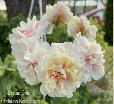 Пеларгония Bonas Cream