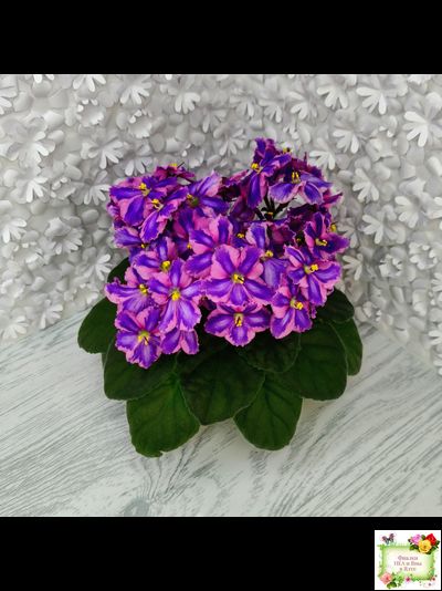 СГ-Каспер (И.Киселёва/С.Голубцова) химера