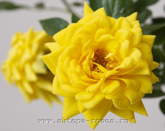 Зонненкинд