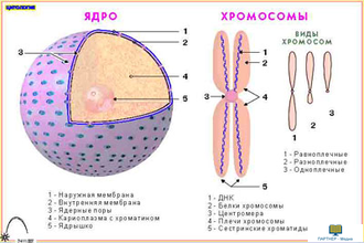 Цитология  (16 шт), комплект кодотранспарантов (фолий, прозрачных пленок)