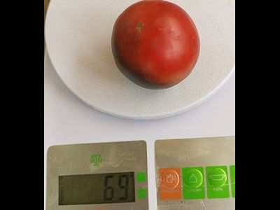 Томат Гондвана Гром (Dwarf Gondwana Thunder)