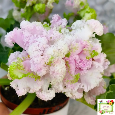 ЛЕ-Денди (Е. Лебецкая) 2011 г. (сортовой стартер)