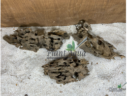 Коряга Мангровая Дракон ML (20-35см)