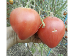 Томат Дедушкино петушиное перышко (Grandpa’s Coсk’s Plumе, США)