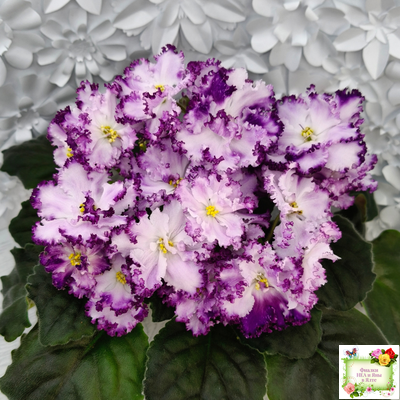 БР-Осирис (С. и Н. Буркацкие) 2022 г.