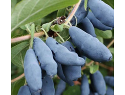 Жимолость Нимфа (ОКС)