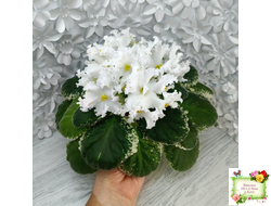 ЛИС-Поиграй Снежинками (Л. Сергеева) 2024 г.