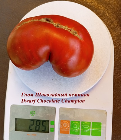 Томат Гном Шоколадный чемпион (Dwarf Chocolate champion)