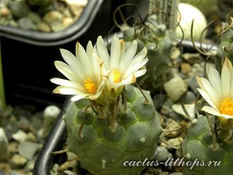 Turbinicarpus schwarzii (семена)