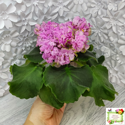 НД-Розовая Скумпия (Н. Данилова-Суворова) 2022 г.