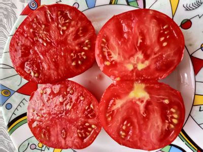 Томат Польская гордость Марджа (Marge’s Polish Pride) Канада